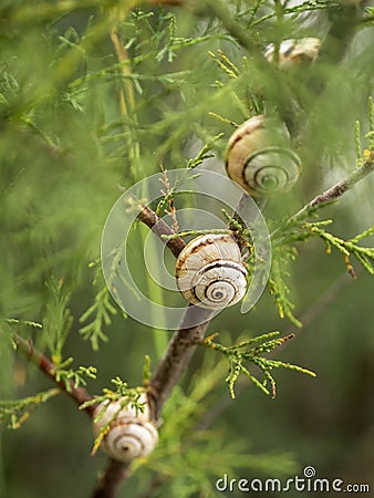 Three spiral shells of land snails are located along the branch of the plant. Background with snails Stock Photo