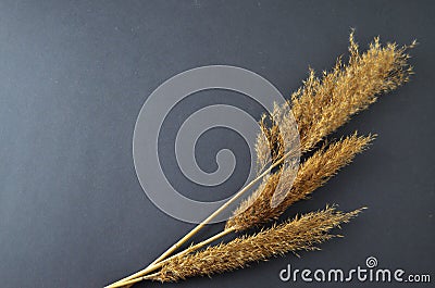 Three sprigs of dry reed reeds lie on a gray table with a copy space, a view from above abstraction, decoration for the Stock Photo