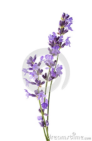 Three sprigs of Lavender isolated on white background. Lavandula Angustifolia English Lavender Stock Photo