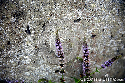 Three sprigs with mint flowers colored in contrast to the gray concrete wall Stock Photo