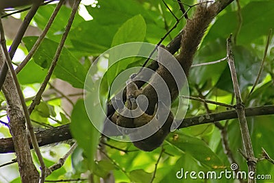 three squirrels chatting Stock Photo