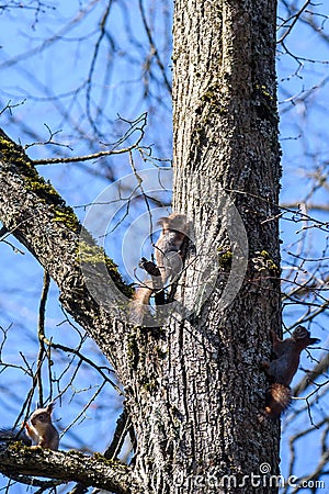 Three Squirrels on tree trunk Stock Photo
