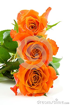 Three stacked orange roses Stock Photo