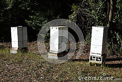 Three stacks of beehives diagonal side on view Stock Photo