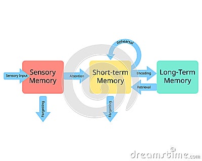 three stages of memory from sensory memory to short term memory and long term memory Vector Illustration