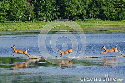 Three Startled Deer Running Through the Water Stock Photo