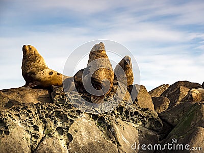 Three Steller Sea Lions Eumetopias jubatus Stock Photo