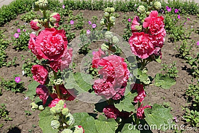 Three stems of hollyhock with double red flowers Stock Photo