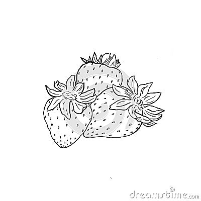 Three strawberries closeup on a white background. Black and white outline illustration. Isolated object. Cartoon Illustration