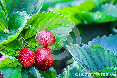 Three strawberries are growing on the background of foliage Stock Photo