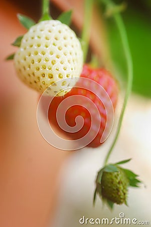 Three Strawberries Stock Photo