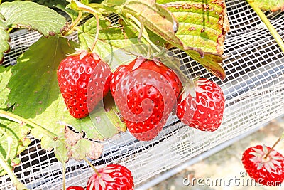 Three Strawberry hanging farm full of ripe strawberries in strawberry farm Stock Photo