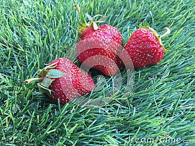 Three strawberrys on the grass Stock Photo