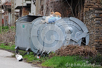 Three Stray Cats on the Garbage Container Editorial Stock Photo
