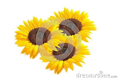 Three Sunflowers Stock Photo