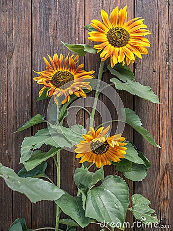 Three sunflowers Stock Photo