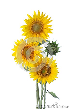 Three sunflowers Stock Photo