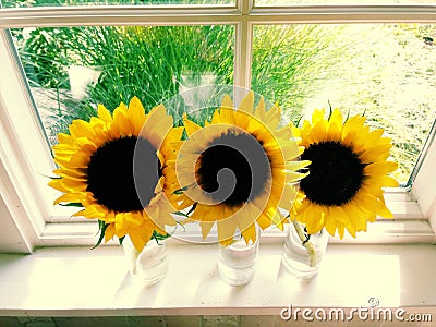 Three Sunflowers in a Sunny Window Stock Photo