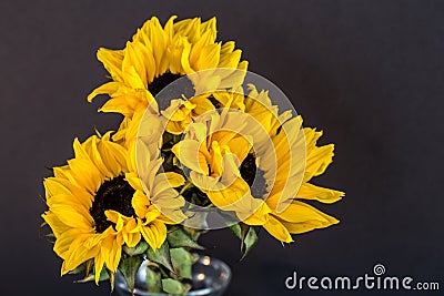 Three sunflowers in a vase Stock Photo