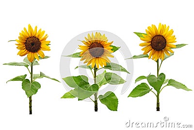 three sunflowers on white background Stock Photo