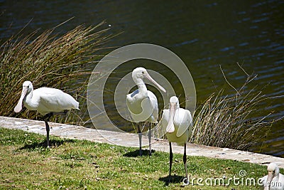 Three superb Australian Platalea flavipes yellow billed royal spoonbills are standing by the l ake. Stock Photo