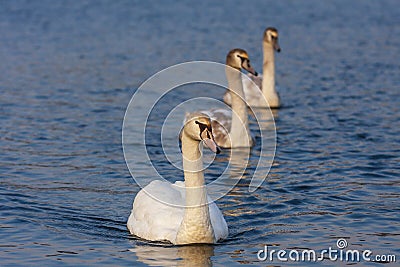 Three Swans - Cygnus swim on the water Stock Photo
