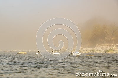 Three swans in the fog Stock Photo