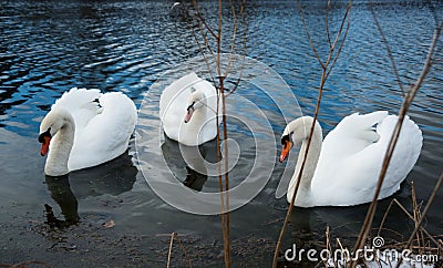 Three Swans on Lake Stock Photo