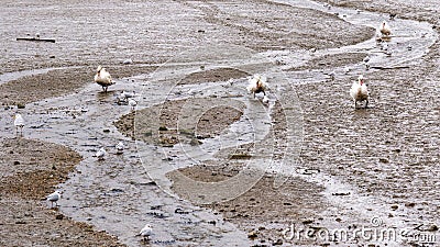 Three Swans on the mud bank Stock Photo