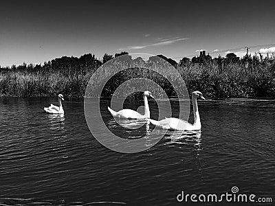Three swans on a river Stock Photo