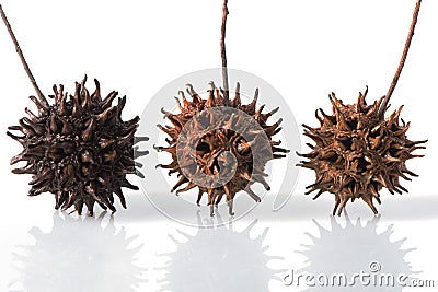 Three Sweet Gum Tree Seed Pods Stock Photo