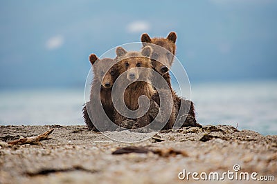 Three sweet teddy-bear Stock Photo