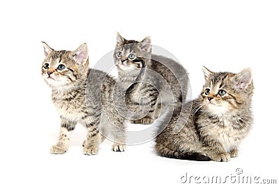 Three tabby kittens Stock Photo