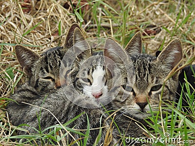 Three tabby kittens Stock Photo