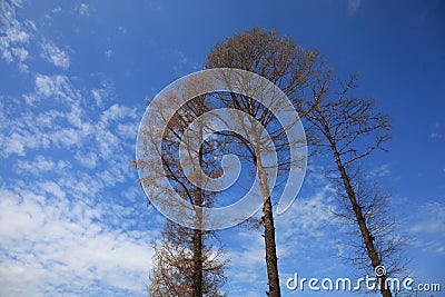 Three tall tree Stock Photo