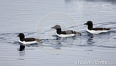 Three thick billed murre swim from right to left near ice floe Stock Photo