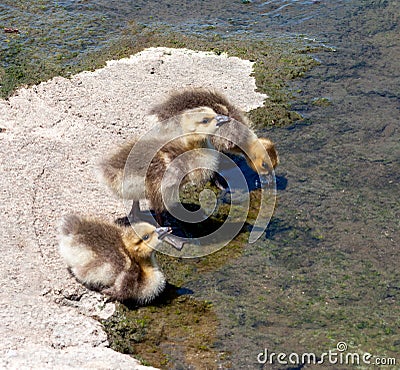 Three thirsty Canada goose goslings Stock Photo