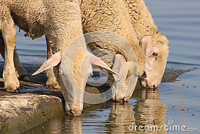 Three thirsty sheep on the watering place Stock Photo