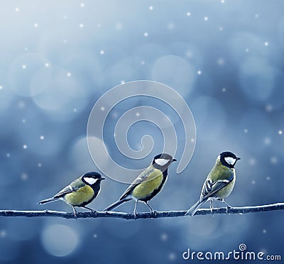 Three titmouse birds in winter Stock Photo