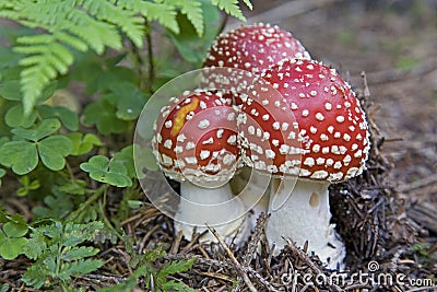 Three toadstools on the edge of the forest Stock Photo