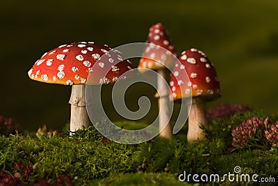 Three toadstools fairy background Stock Photo