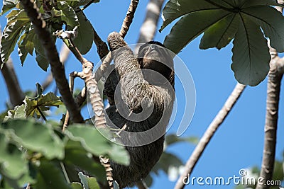 Three-toed Sloth climbing tree, Panama Stock Photo