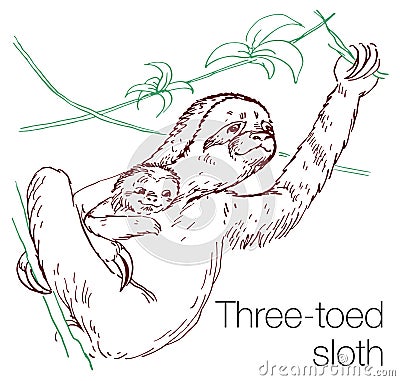 Three-toed sloth hand drawn vector illustration Vector Illustration