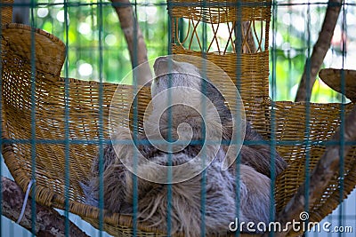 Sleeping sloth in wicker basket Stock Photo