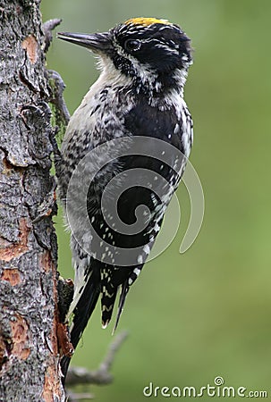 Three-Toed Woodpecker Stock Photo