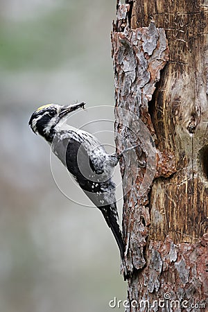 Three-toed woodpecker, Picoides tridactylus Stock Photo