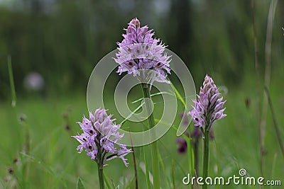 Three-toothed orchid Neotinea tridentata flowering in a field in Slovenia Stock Photo