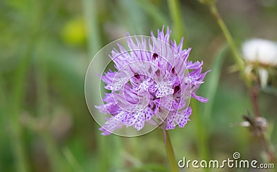Three-toothed orchid, Neotinea tridentata, pink flowerhead Stock Photo