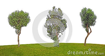 Three tree isolated on white Stock Photo