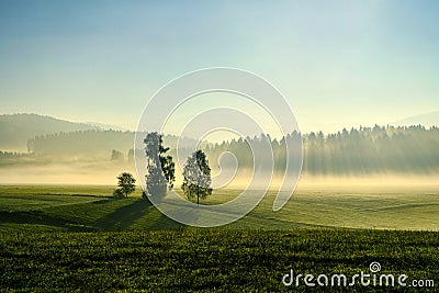 Three trees stand out on the hill in the middle of the meadow. In the morning of the European countryside Stock Photo